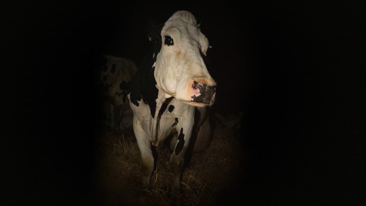 Cow still 1