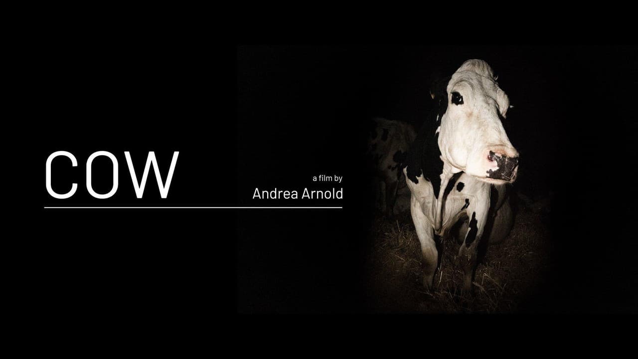 Cow still 5